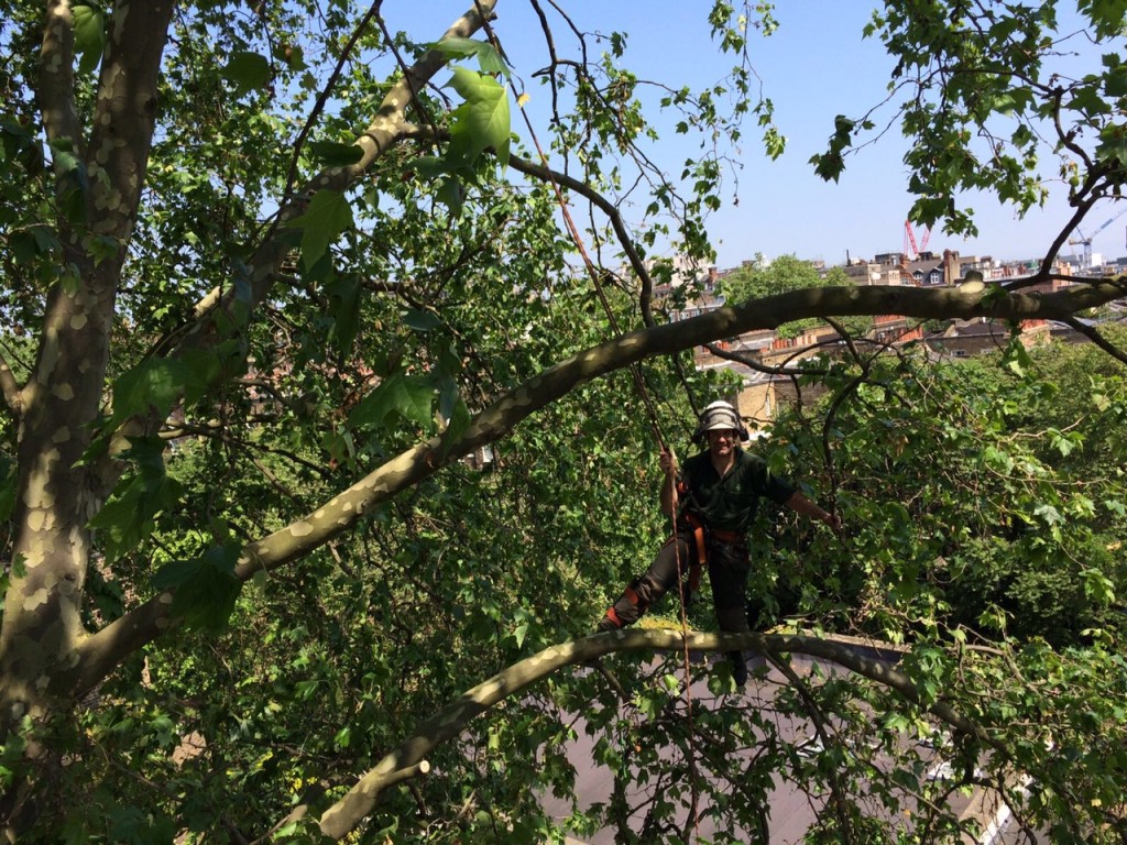 One of our tree surgeons at work, high up in a tree!