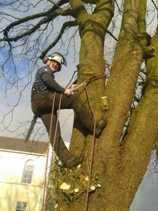 tree surgeon climbing tree