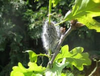 Oak Processionary Moth on a tree.