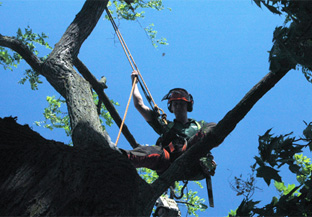 Tree surgeon at work in London.