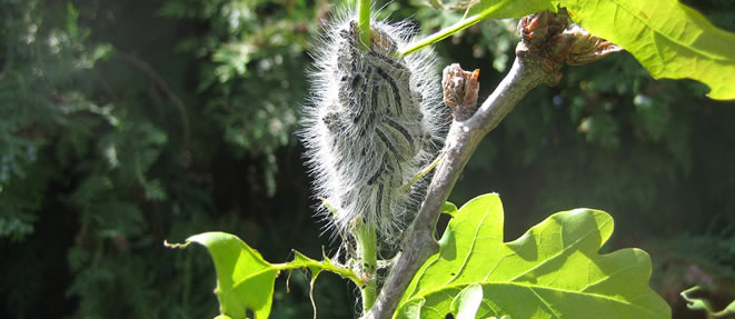 Oak Processionary Moths on a plant.