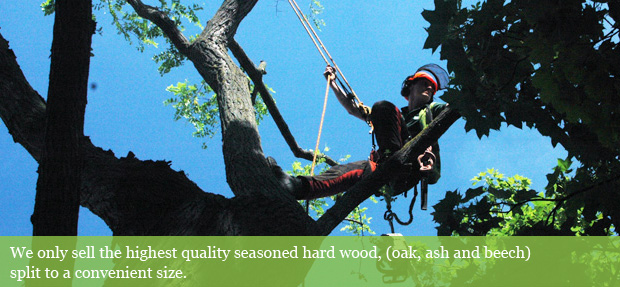 Tree surgeon up a tree, on ropes.