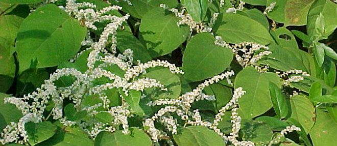 Japanese Knotweed