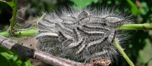 Oak Processionary Moth Control.