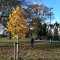 Tilia Tomentosa Brabant in parkland area