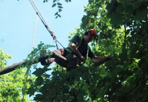 A tree surgeo with protective headgear on.