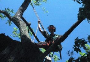 On of our tree surgeons in action.