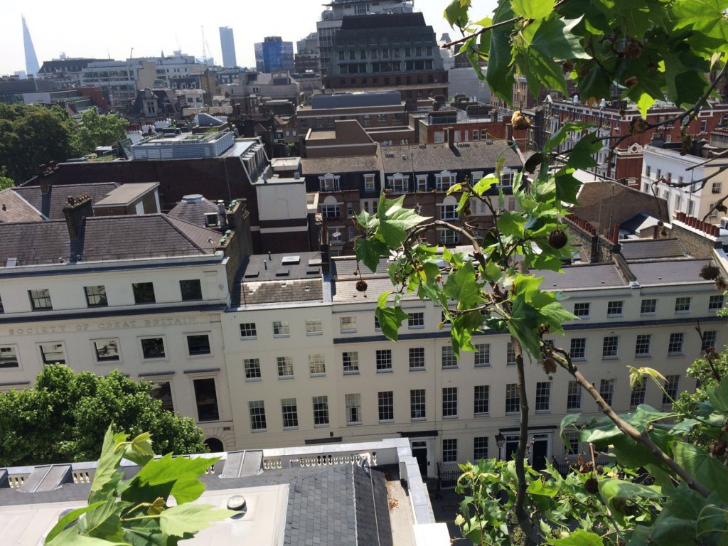 View from London Plane in Russell Square