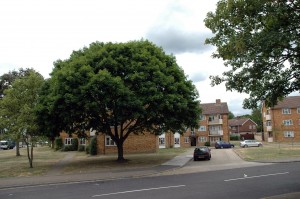 Landscaped tree 2