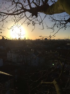 view from tree in sunset