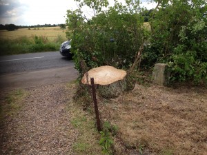 Tree Stump Wide view