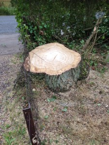 Tree Stump zoomed