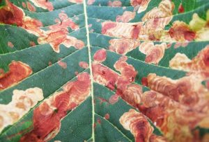 leaf-miner