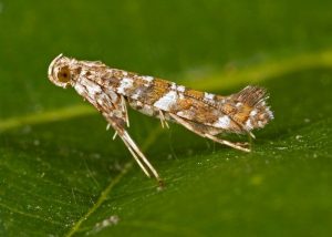 leaf-miner-moth