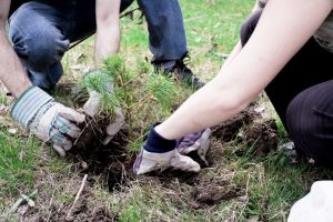 national-tree-week